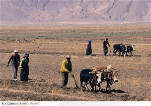 西藏人文风情-耕田的人们