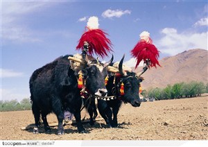 西藏人文风情-一对耕地的牦牛