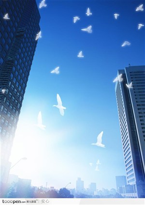 环保与未来-城市中飞翔的白鸽