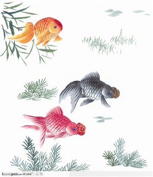 水族世界-三条小金鱼