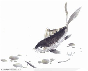 水族世界-鲶鱼