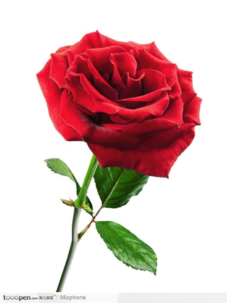 PSD花束-大红玫瑰花一朵,三片叶子