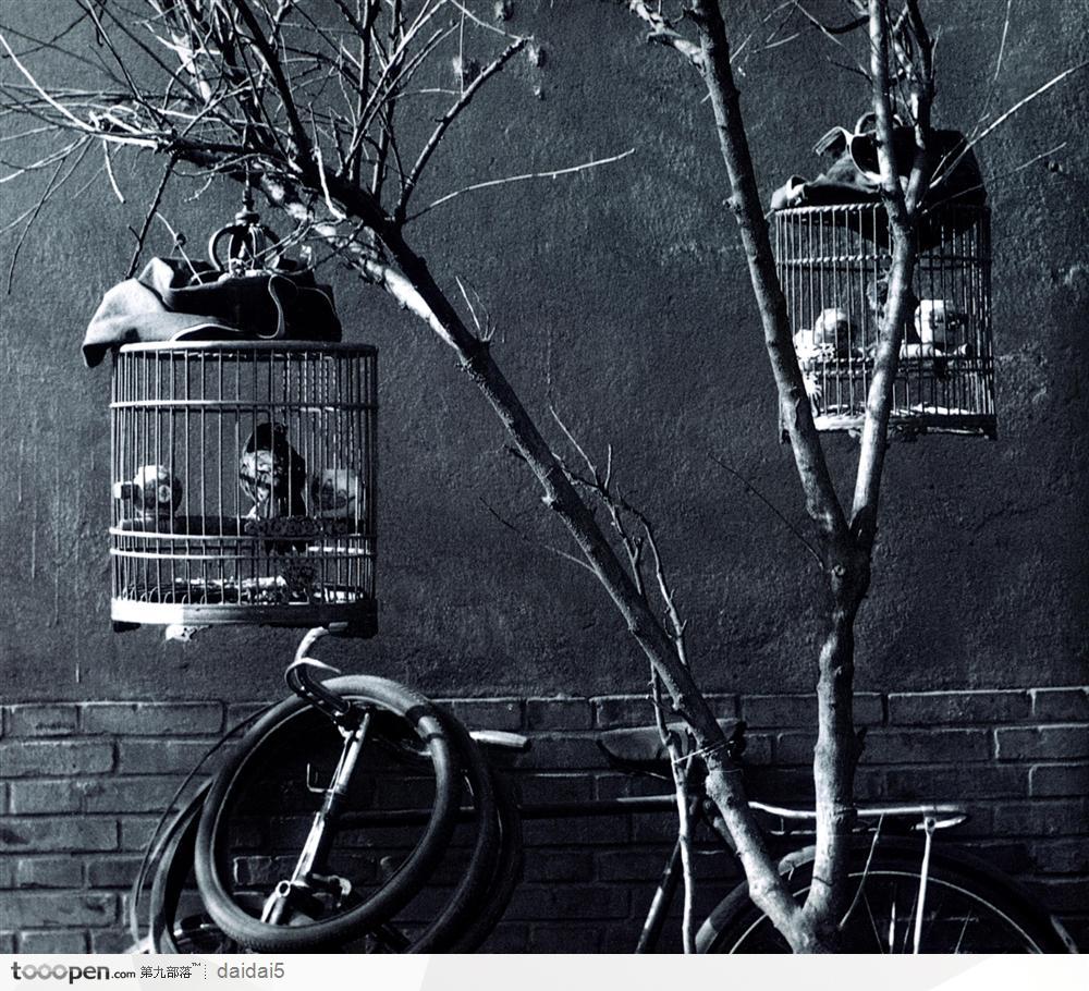 北京印象挂在树上的鸟笼