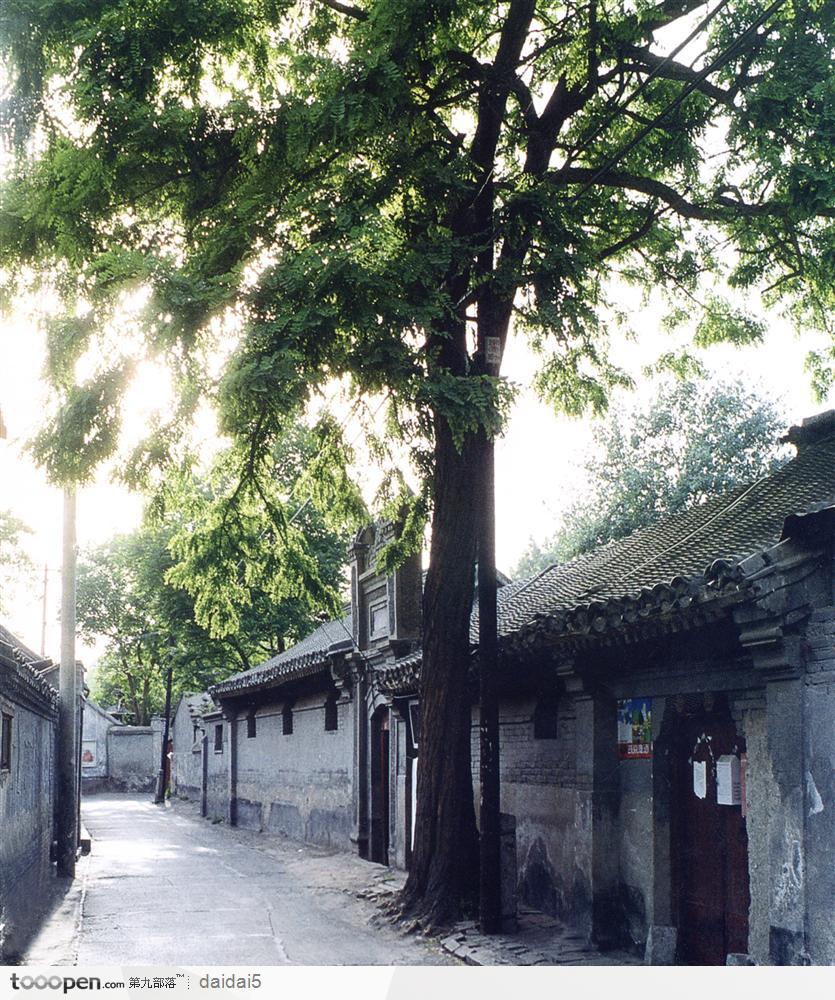 古老北京印象-大树和胡同街道 第1页