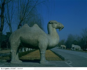 明十三陵-高大的石骆驼