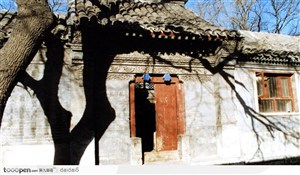 北京胡同-古树和胡同