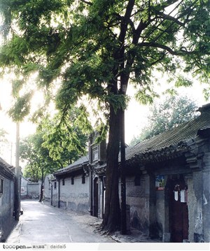 古老北京印象-大树和胡同街道