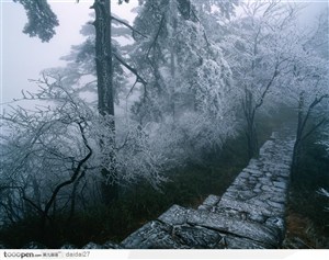 黄山风景-雪白的雾凇