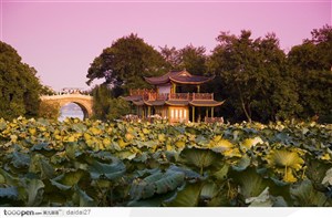 杭州西湖美景-漂亮的荷叶