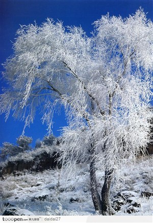 吉林雾松——人间最美的冬日雪景