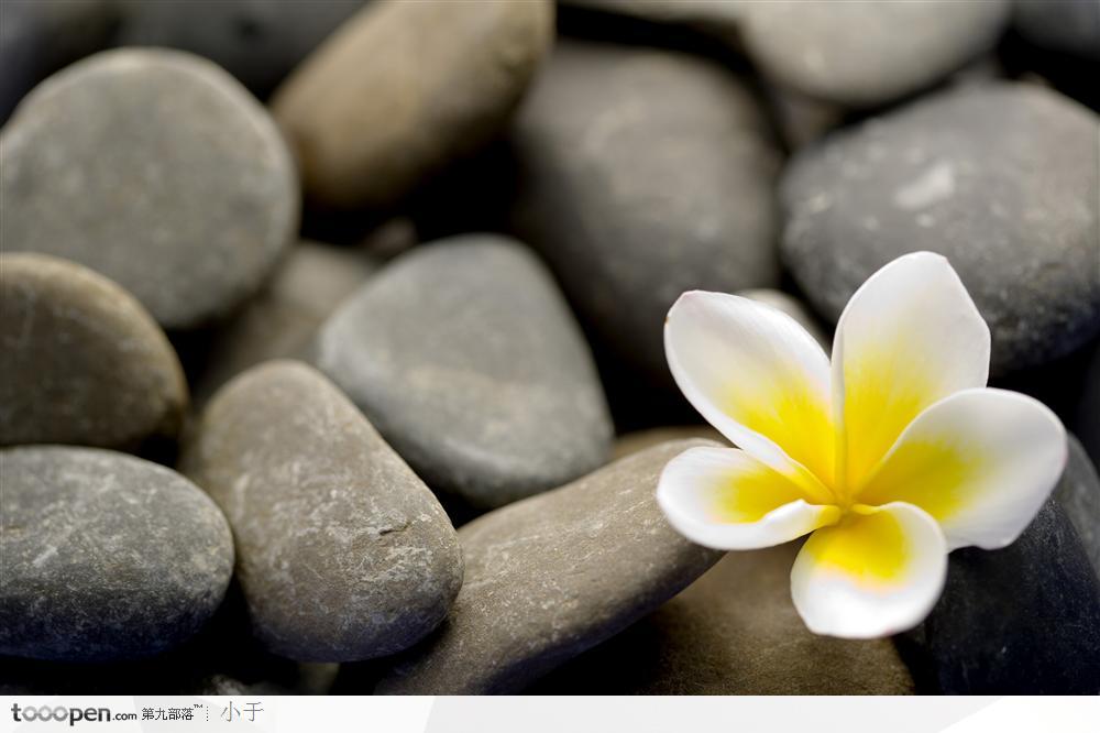 SPA气氛-卵石中的一朵黄色小花