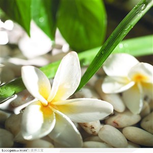 美容SPA保养-白色雅致的鲜花