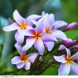 美容SPA保养-淡紫色鲜花