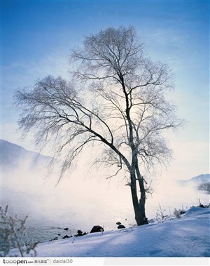 唯美冬日雪地里的大树风景图片