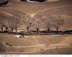 黄土高原中的胡杨树