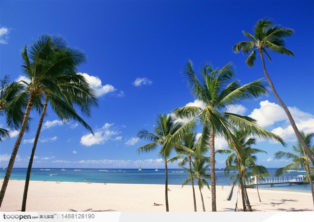 夏威夷风光海边沙滩的椰树