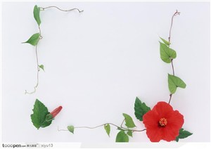 相框边框-藤蔓和小红花组成的边框