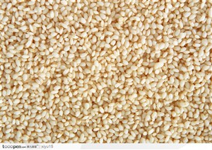食物背景-饱满的大米