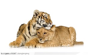 老虎幼仔跟狮子幼仔玩耍