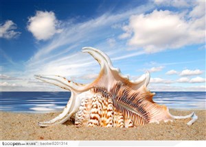 蓝天白云下沙滩里的贝壳