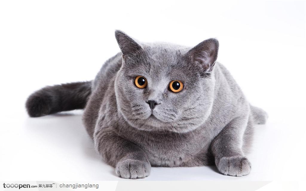 灰色的名猫正面特写