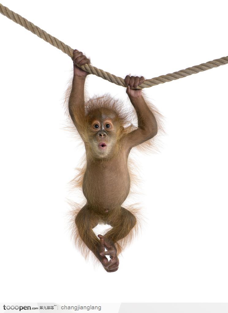 在吊绳上玩耍的超可爱幼猴
