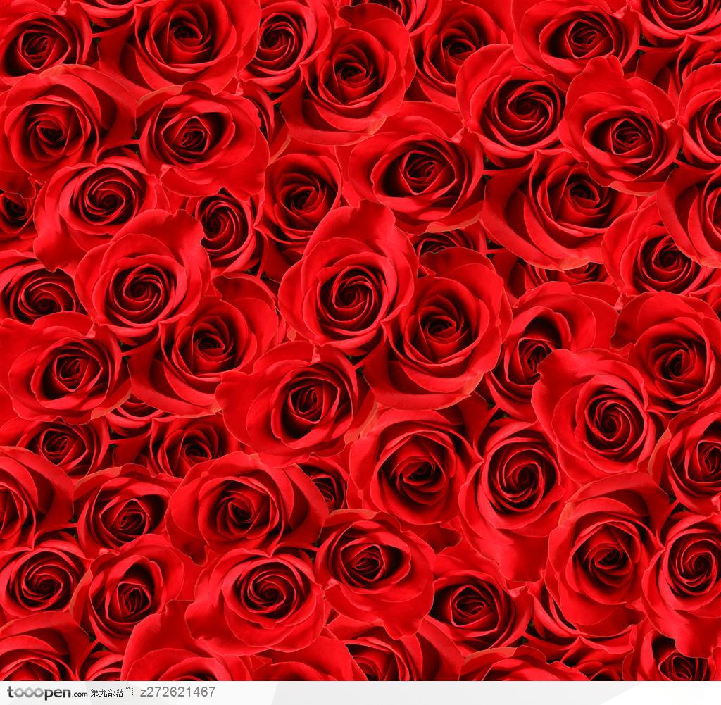 情人节大红色玫瑰背景底纹
