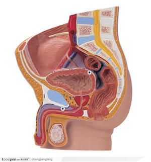 人体解剖——男性生殖器官剖面