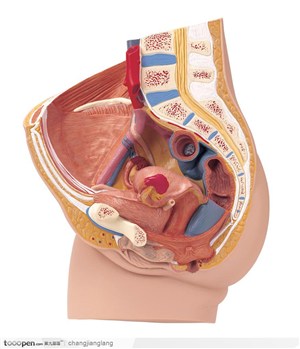 人体解剖——女性生殖器官内部结构