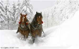 二匹在雪地里拉车的骏马