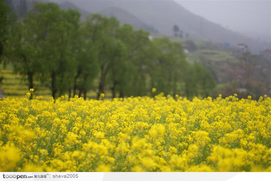 罗平油菜花公路边的油菜花