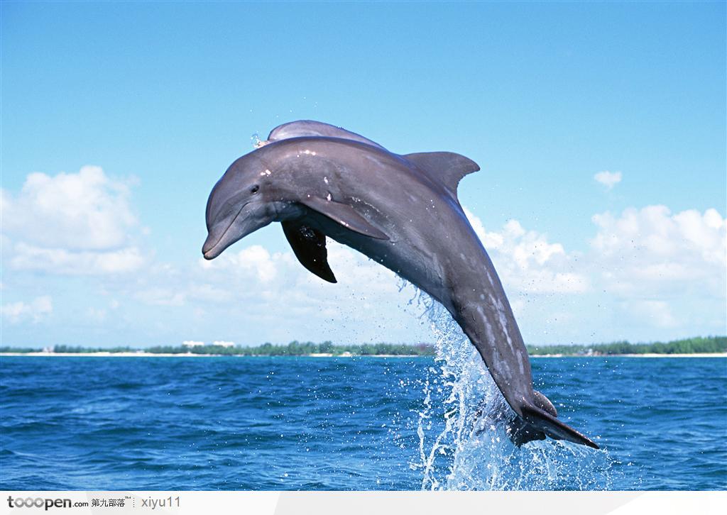 海中生物-碧蓝天空下飞跃的海豚海洋生物