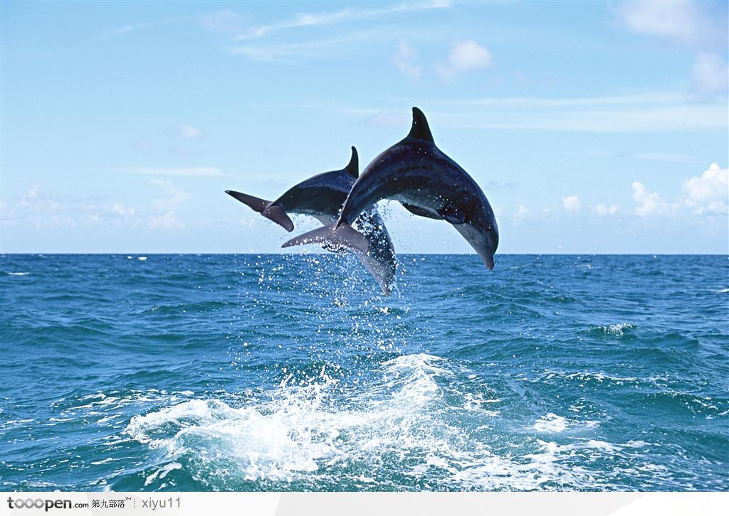海中生物-交叉飞跃的海豚