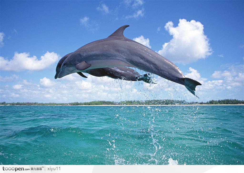 海中生物-两条一起飞跃的海豚海洋生物