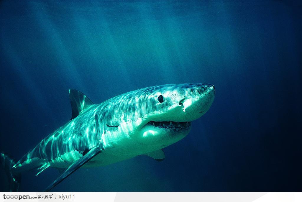 海中生物-凶狠的大白鲨