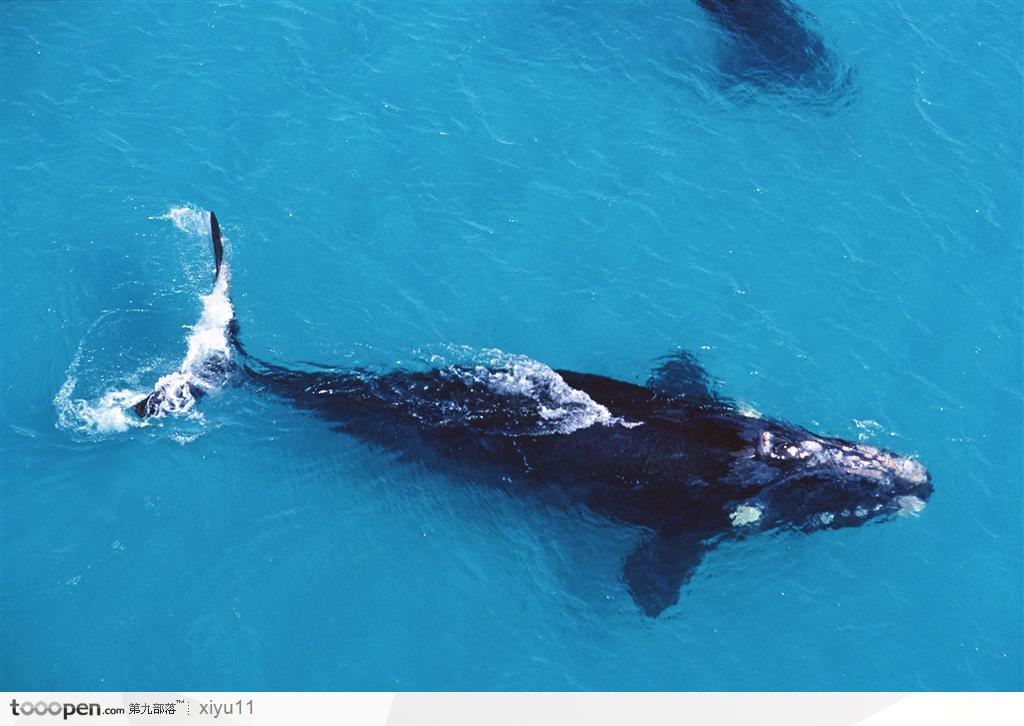 海中生物-俯视下庞大的鲸鱼