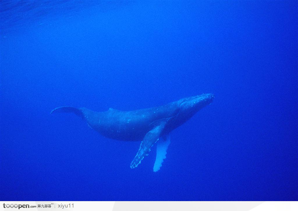 海中生物-海水中游玩的鲸鱼