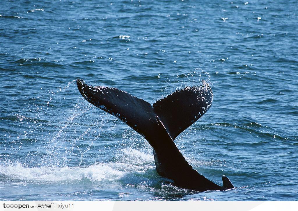 海中生物-溅起水花的鲸鱼尾巴