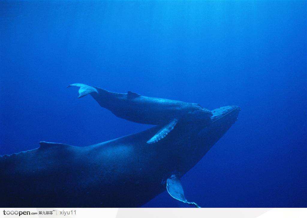 海中生物-深海中大鲸鱼和小鲸鱼