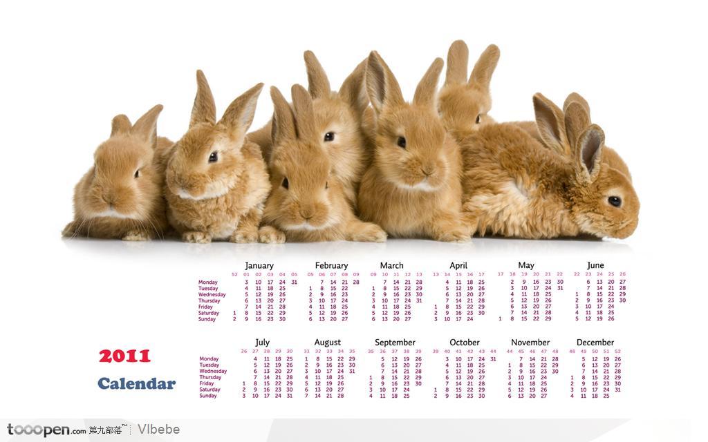 2011年兔年日历－－一排清一色的棕色兔子