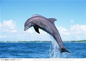 海中生物-碧蓝天空下飞跃的海豚
