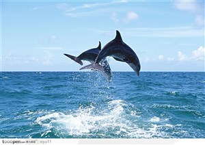 海中生物-交叉飞跃的海豚