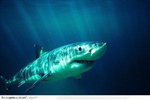 海中生物-凶狠的大白鲨
