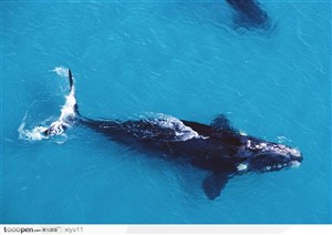海中生物-俯视下庞大的鲸鱼