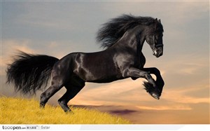 一匹腾空飞跃的黑色骏马