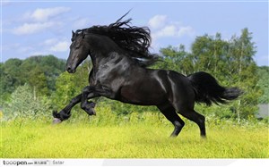 在草原草地上奔腾而起的黑色骏马
