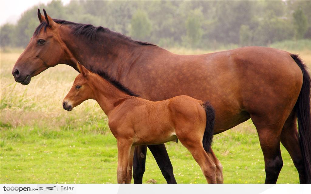 草地上一匹棕色的母马和一匹小马