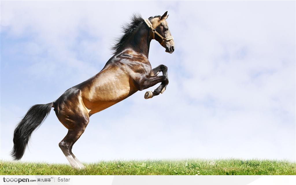 草原上前蹄扬起的骏马侧面图片素材