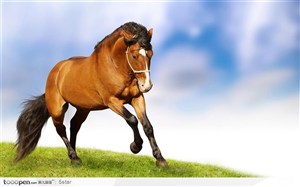 草原上奔跑飞奔的棕色骏马侧面
