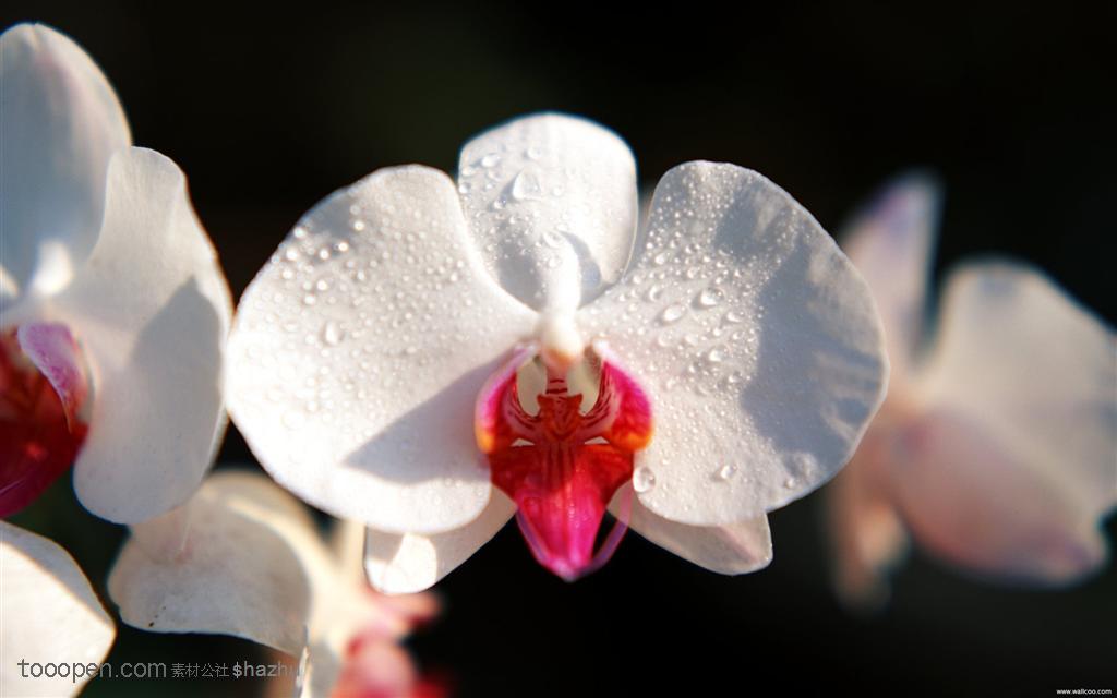 高清蝴蝶蘭 花朵花卉特寫